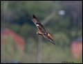 _2SB5548 red-tailed hawk